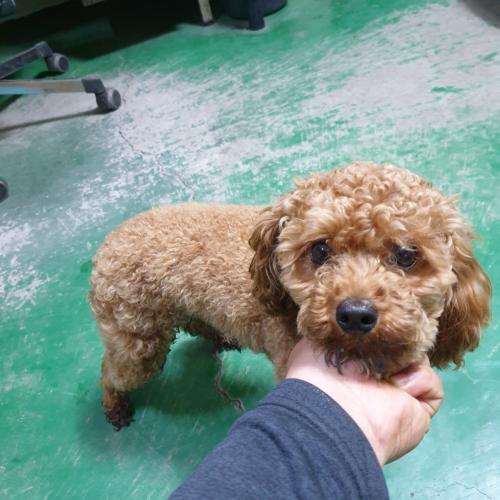 초코 미니 푸들 보호중 숫