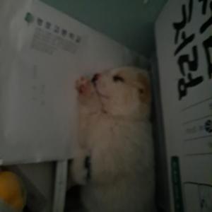 점돌이