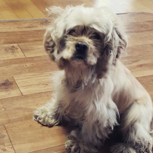 코카스패니엘버프 암컷 보호중입니다.