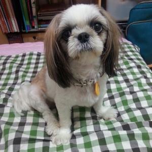 서울 마포구 성산동 시츄 여아 찾습니다.