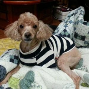 강아지 찾습니다(은평구 구산동, 사례금 100)