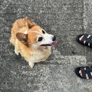 웰시코기펨부르크 찾아요