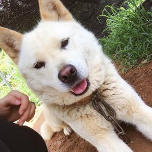 진돗개 찾아주세요ㅠ