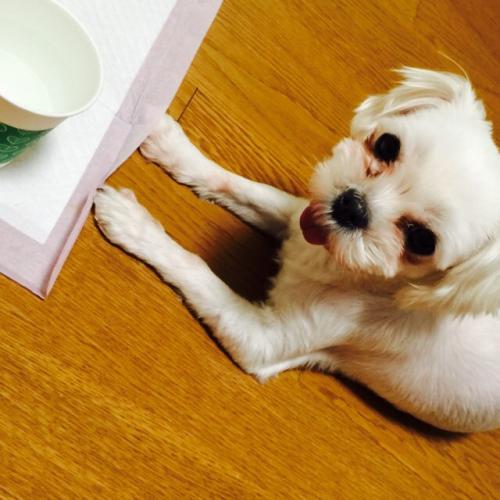 충남 당진시 호서고등학교 큰 사거리 암컷 말티즈 보호중