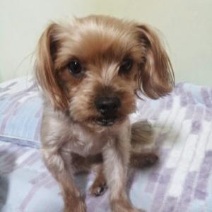 계양구 서운공원에서 불꽃축제중 사라진 강아지 남아 찾습니다