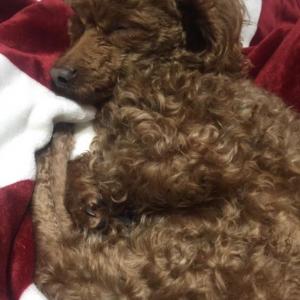 [전북익산] 갈색 푸들을 찾습니다ㅠㅠ
