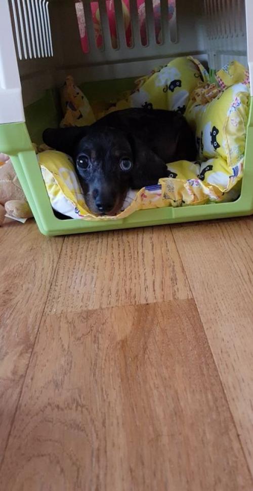 닥스훈트분양 받고싶어요