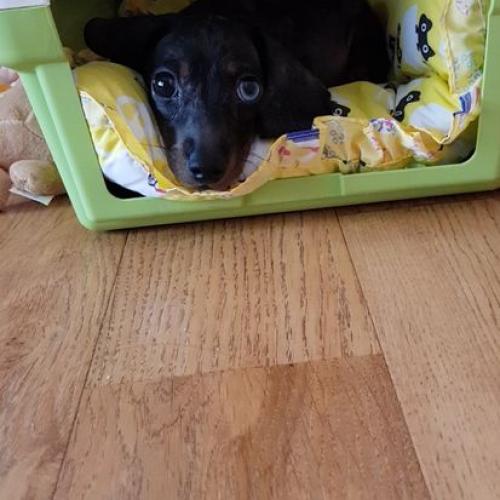 닥스훈트분양 받고싶어요