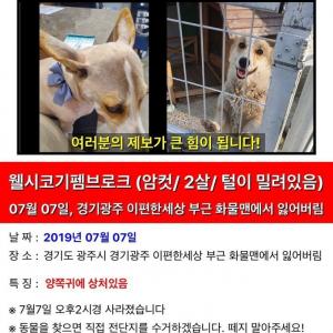 경기광주 역동에서 웰시코기 찾아요