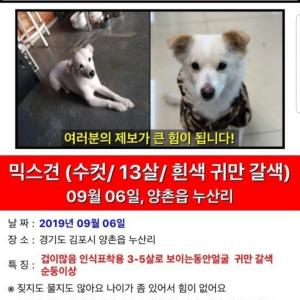 흰둥이를 찾습니다