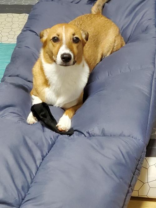 임보 3개월차...따뜻한 가족이 되어주세요