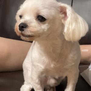경기도 시흥시 정왕동에서 말티즈(수컷) 강아지 찾아요.
