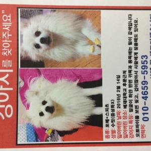 배재대인근쪽에서 잃어버린 포메찾아요