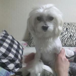 까꿍이(방울이)를 찿습니다