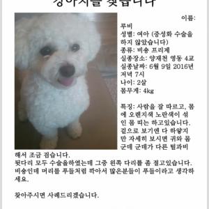 우리 루비 찾습니다..