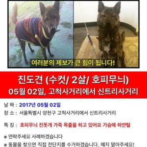 진돗개(호피무늬)를 찾습니다 구로,목동,신정동