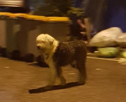 올드 잉글리쉬 쉽독 - 경기도 이천 목격