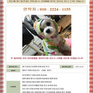 말티즈를 찾습니다