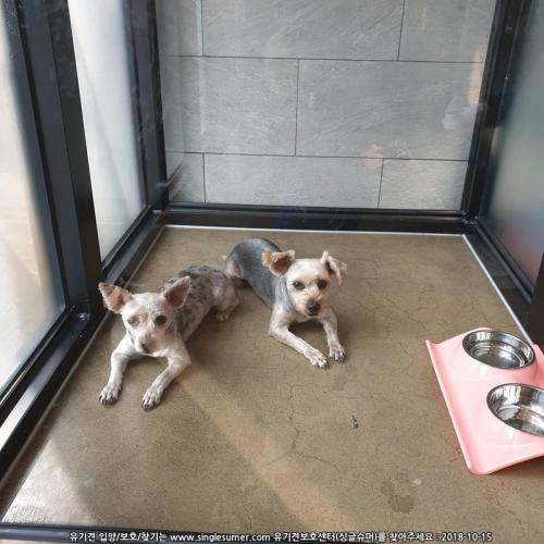 요크셔테리어 모녀? 보호중입니다.