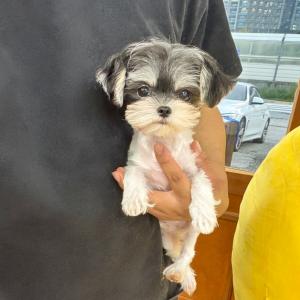 15만 파티말티푸 책임분양안내