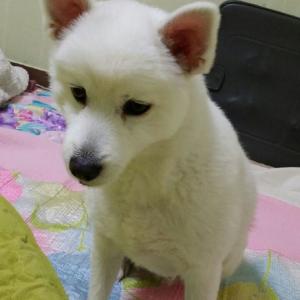 인천 드림파크 체육공원에서 강아지를 잃어버렸습니다.
