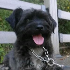 깜디를 찾습니다(검은색소형견)