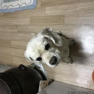 강아지 찾습니다