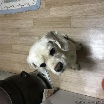 강아지 찾습니다