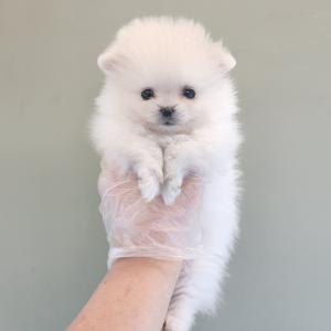 화이트포메라니안분양 2개월령 왕자님 모량이 미친수준으로 많아요