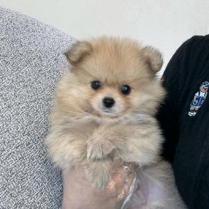 포메라니안분양 세이블포메라니안 2개월령 왕자님 애교 넘치고 모량 가득해요