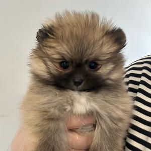 귀여운 세이블포메라니안  공주님 분양해용