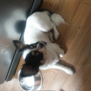 강아지 주인 찾습니다