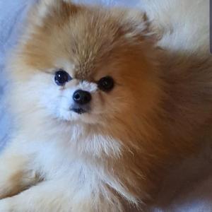 서울 신당동 포메라니안 (남)을 찾습니다!!