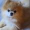 서울 신당동 포메라니안 (남)을 찾습니다!!