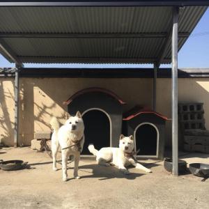 2021.3.20 오후 7시경 실종한 강아지를 찾습니다.