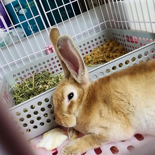 토끼 분양해요.