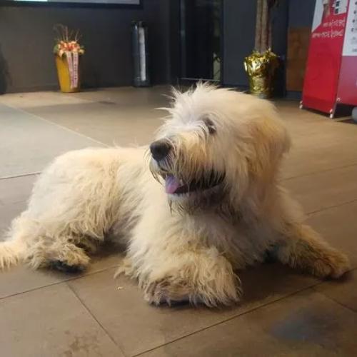 울삼 산산동 삽살개 남아 흰색 주인을 애타게 찾고 있습니다.