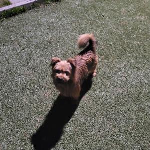 강아지 주인찾아요