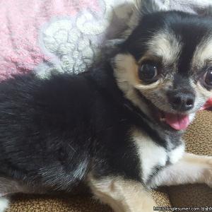 공릉동 장모치와와 찾습니다