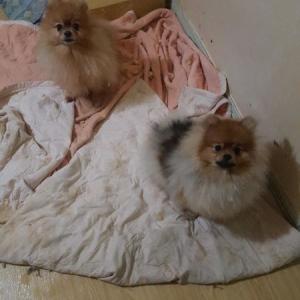 포메라니안 찾습니다 연락주세요