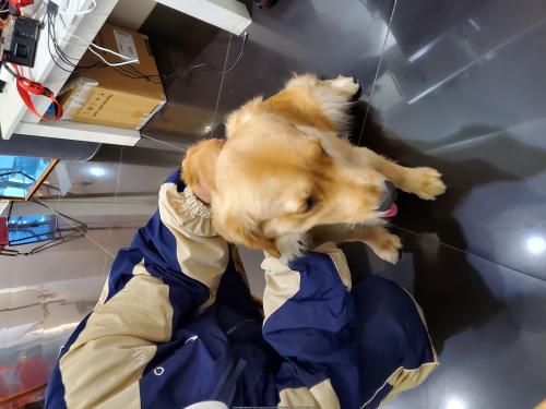 서교동 커피프린스1호점 리트리버보호중