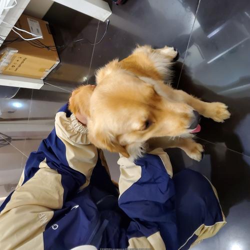 서교동 커피프린스1호점 리트리버보호중