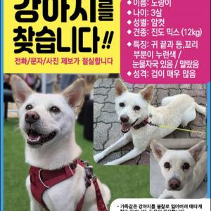 진도믹스(흰색암컷)찾아요