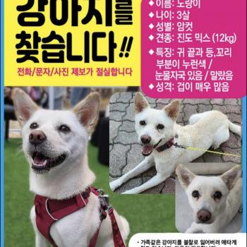 진도믹스(흰색암컷)찾아요