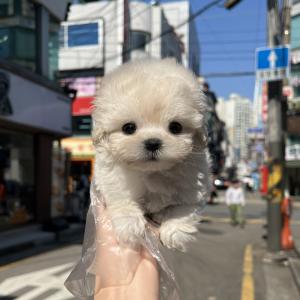 미니비숑프리제 공주님 자신있게 소개합니다!