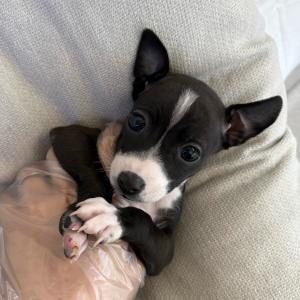 이탈리안그레이하운드분양 아이쥐분양 2개월령 왕자님 애교가득 귀쫑긋