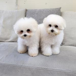 꼬똥드툴레아분양 미친듯한 사교성 오리지널 꼬똥분양