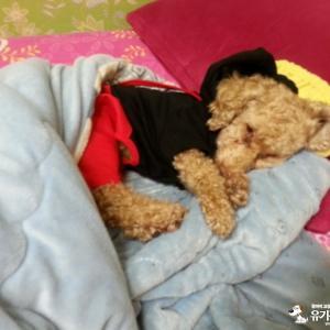 (강아지 찾아요 )대구 /동구 효목동/ 갈색 암컷 푸들 / 미키마우스 옷을 입고 있었어요