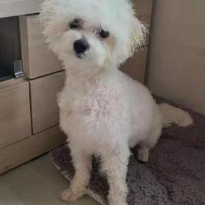 비숑 / 송이 / 시흥시 / 정왕동