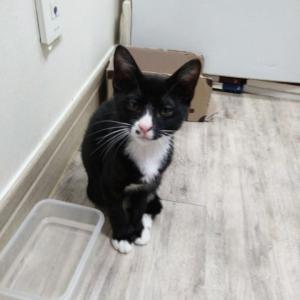 부산진구 부전동 턱시도 고양이를 찾습니다